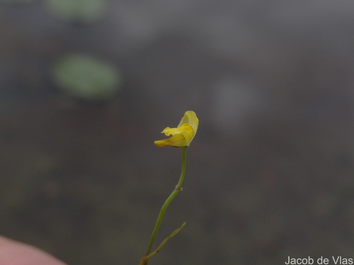 Utricularia gibba L.